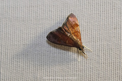 Hemiscopis sanguinea