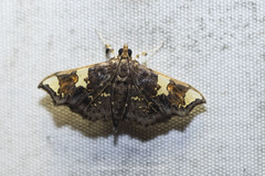 Chrysothyridia triangulifera