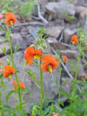 Alonsoa meridionalis