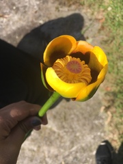 Nuphar × rubrodisca