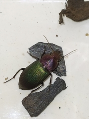 Neoaulacoryssus speciosus
