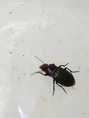 Neoaulacoryssus speciosus
