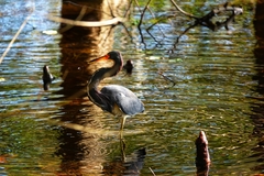 Egretta tricolor image