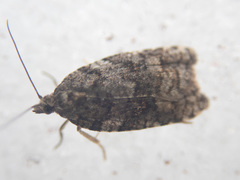 Acleris gloveranus