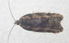 Acleris gloveranus