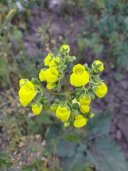 Calceolaria nudicaulis