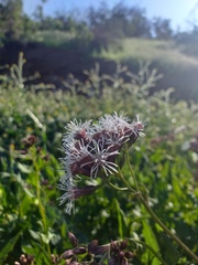 Aristeguietia salvia