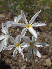 Leucocoryne ixioides