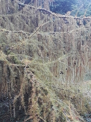 Pseudolarix amabilis