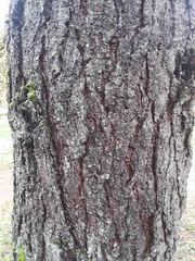 Pseudolarix amabilis