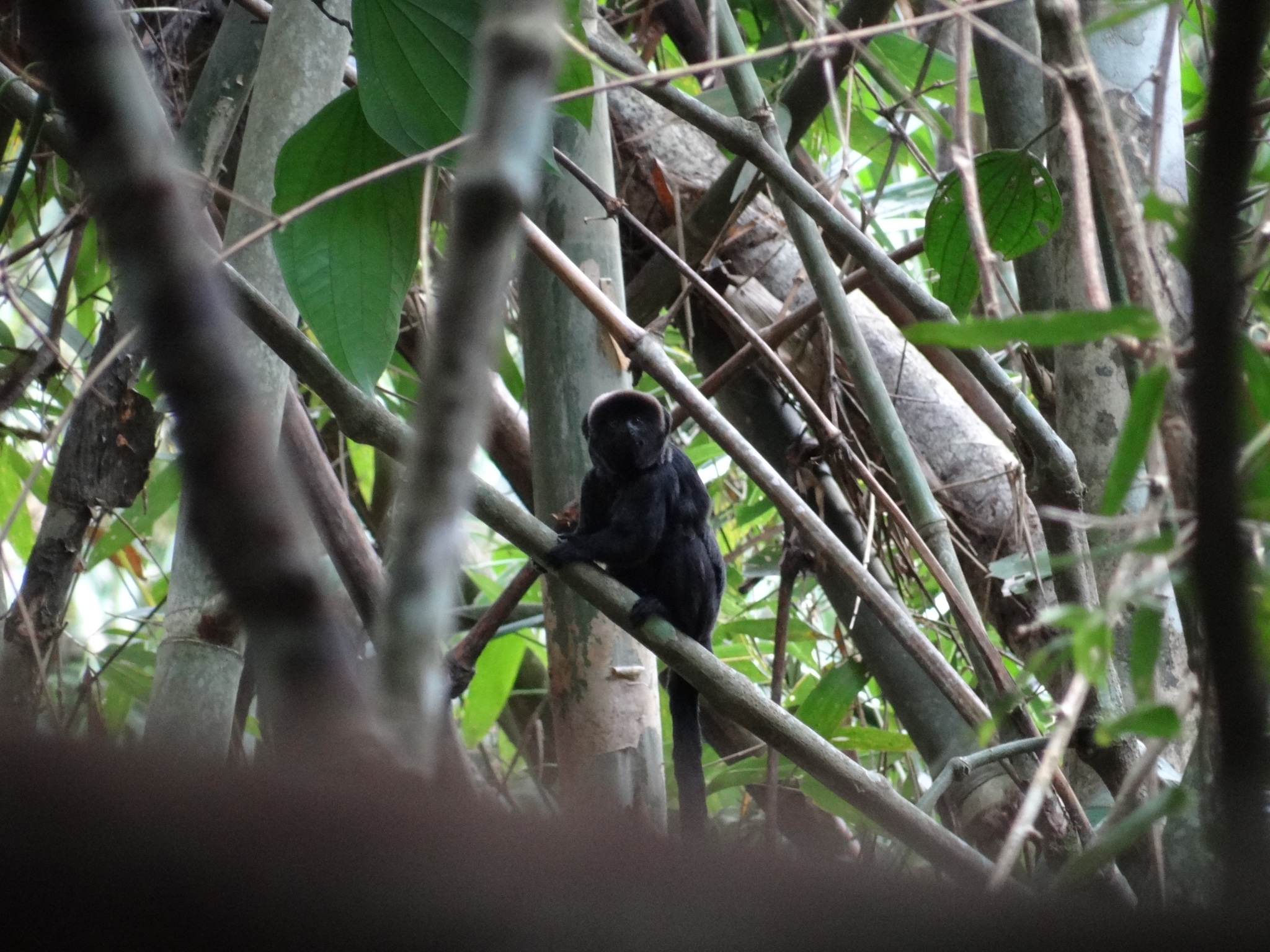 Goeldi's Marmoset (Callimico goeldii) · iNaturalist