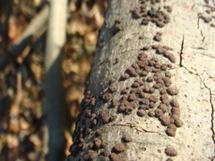 Jackrogersella cohaerens