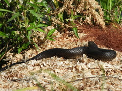Thamnophis melanogaster