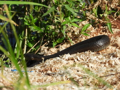 Thamnophis melanogaster