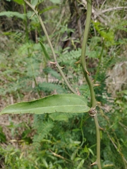 Smilax campestris