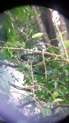 Lampornis viridipallens