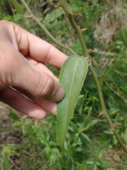 Smilax campestris