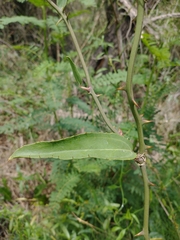 Smilax campestris