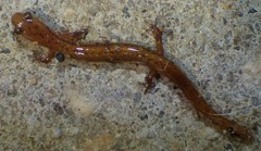 Eurycea chamberlaini