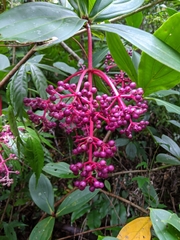 Medinilla formosana