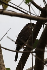 Accipiter minullus