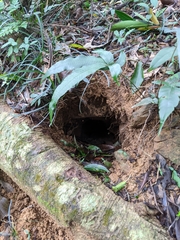 Manis pentadactyla pentadactyla