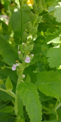 Teucrium vesicarium