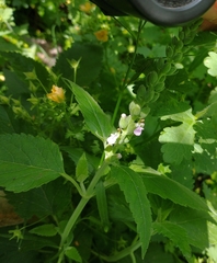 Teucrium vesicarium