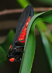 Huechys sanguinea