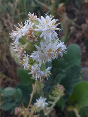 Moscharia pinnatifida