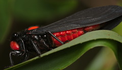 Huechys sanguinea