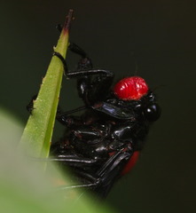 Huechys sanguinea