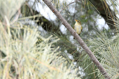 Phylloscopus examinandus