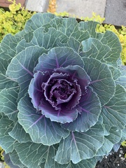 Brassica