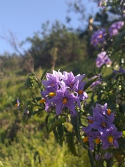 Solanum crispum