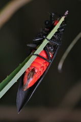 Huechys sanguinea