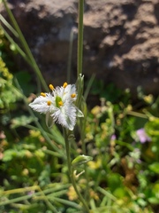 Trichopetalum plumosum