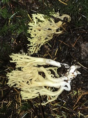 Ramaria cystidiophora