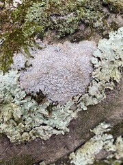 Pertusaria plittiana