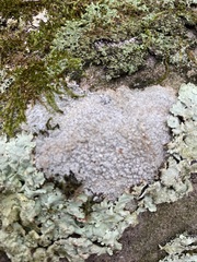 Pertusaria plittiana