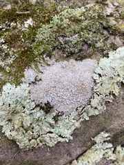 Pertusaria plittiana