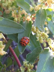 Harmonia axyridis