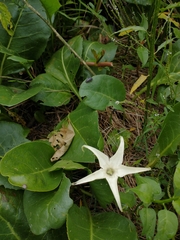 Jaborosa integrifolia