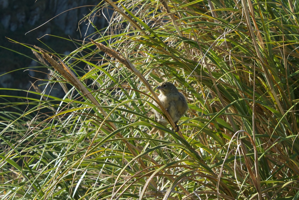 Tristan Finches