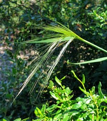 Austrostipa elegantissima
