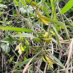 Lisianthius seemannii