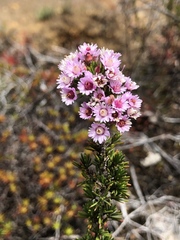Verticordia plumosa