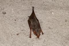 Taphozous mauritianus