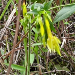 Lisianthius seemannii