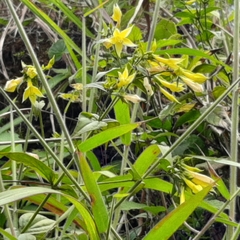 Lisianthius seemannii